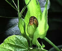 Gossypol, cotton's natural toxin, will deter this hungry bollworm and poison you